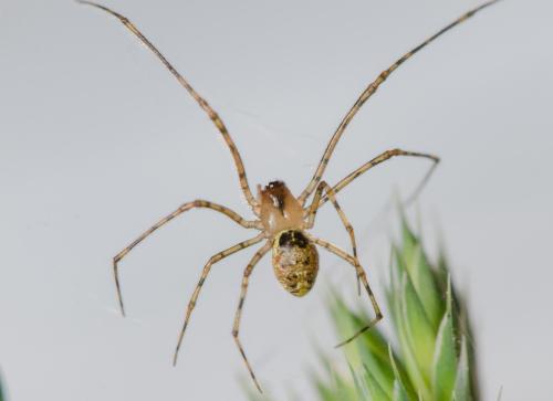 Réf. 299 748 : Platnickina tincta